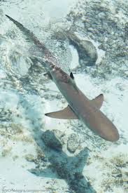 A Blacktip Reef Shark Swimming In Crystal Clear Water Shark Sharks With Images Reef Shark In The Zoo Shark Fishing