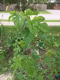 Image result for Dasylepis eggelingii