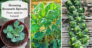 Check spelling or type a new query. Growing Brussels Sprouts A Seed To Harvest Guide