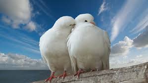 Pigeon Kiss Clouds Dove Trunk Romantic Peace Sky Romance Sea Love Dove Bird Wallpaper Animal Wallpaper Bird