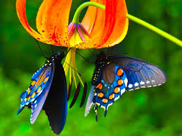 Fondos De Pantalla De Mariposas Fondosmil Fondos de pantalla de mariposas, wallpapers de mariposas y fondos de escritorio de mariposas. fondos de pantalla de mariposas fondosmil