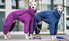 Shop cropped, oversized, turtleneck and cable knit sweaters to suit every occasion. Best Whippet Coats For Winter On Amazon Spoiled Hounds