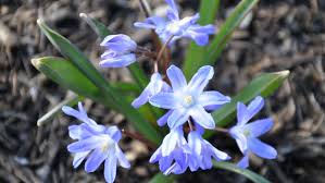 Image result for Scilla
