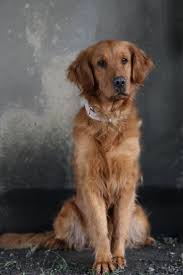 Check spelling or type a new query. Adopt Elinor On Petfinder Dogs Golden Retriever Animal Abuse Awareness Dogs And Puppies