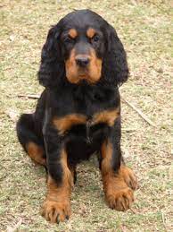 We did not find results for: Breeder Directory Gordon Setter Club Of Victoria