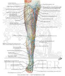 The great saphenous vein ascends through the leg and thigh on the medial side, collecting blood from tissues in these regions. Superficial Nerves And Veins Of Lower Limb Anterior View