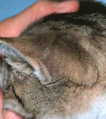 Apr 01, 2021 · here is a simple way to get any kind of ear drops into a cat's ear. Examining And Medicating The Ears Of Your Cat