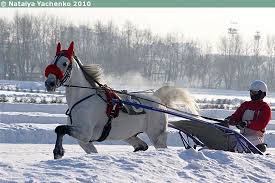Lotos Sukuposti Horses Equines Trotters
