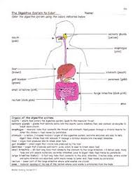 This Digestive System Product Includes 4 Separate Papers Digestion Facts The Digestive Syst Digestive System Worksheet Teaching Materials Teachers Worksheets