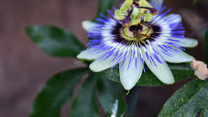 Welcome to the famous dave's garden website. Vines And Climbers For Your Garden Plants Can Provide Shade Cover A Wall Or Climb A