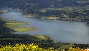 Image result for Grevea