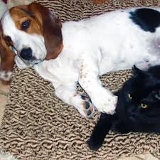 We believe that your pet is an important member of your family and we strive to offer your family pet the very best medical care available. Lincoln Park Dog Cat Clinic Chicago Il Our Doctors