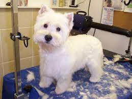 Pin By Carissa Ledbetter On Hairstyles For Layla Westie Dogs Westies West Highland Terrier