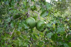 Image result for Strychnos pungens