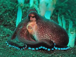 Cephalopods Sepias Squids Octopus Starfish Photos Tintenfisch Oktopus Kraken Sepias Tintenfisch Oktopus Tiere