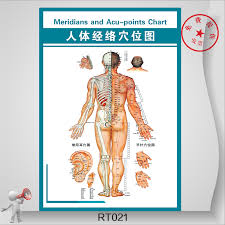 Buy Acupuncture Acupoints Graphic Health Human Meridian