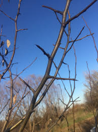 Can reach 50 feet or more and is commonly used as a specimen tree or a tall hedge in home landscapes. Thorns On Pears General Fruit Growing Growing Fruit