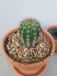 Echinopsis leucantha x trichocereus pasacana nature hybrid. Cool Little Trichocereus Grandiflorus Hybrid I Scooped Yesterday Cactus