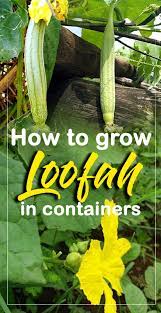 How To Grow Loofah In Containers Growing Sponge Guard Luffa Organic Vegetable Garden Growing Vegetables Container Gardening