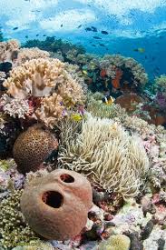 The Wakatobi Experience The First Verstodigital Photographs Sea And Ocean Ocean Creatures Ocean Animals