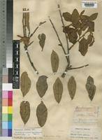 Image result for Anisophyllea boehmii