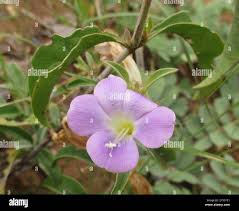 Image result for Barleria lancifolia