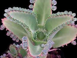 Image result for Bryophyllum