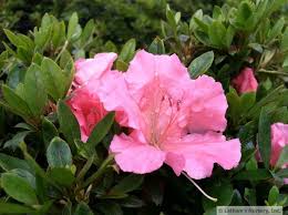Pink Gumpo Azaleas Have A Slow Growth Rate Reaching 2 Feet In Height And 3 Feet In Width Pink Blooms Cover This Petite Shrub In Late Spr Azaleas Bloom Flowers