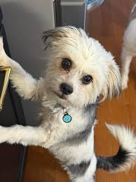 Russell Rescue TN added a new photo.