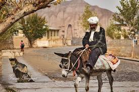 Old Afghan Man Esel