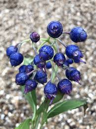 Image result for Hyparrhenia dichroa