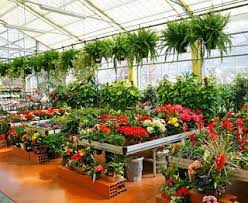 Small Business Ideas How To Start A Plant Nursery Business Plants Cool Plants Bamboo Plants