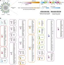Wan abdul mutalib (lebai talib)(30). Frontiers In Silico Analyses Of Immune System Protein Interactome Network Single Cell Rna Sequencing Of Human Tissues And Artificial Neural Networks Reveal Potential Therapeutic Targets For Drug Repurposing Against Covid 19 Pharmacology