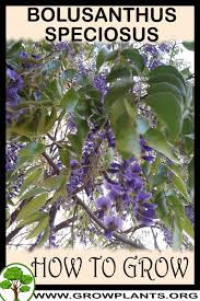 Image result for Bolusanthus speciosus