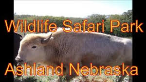 See more ideas about nebraska, southeast, travel nebraska. Henry Doorly Zoo Drive Thru Wildlife Safari Park Ashland Nebraska Youtube