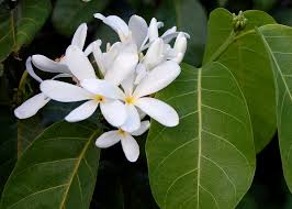 Image result for Saba comorensis