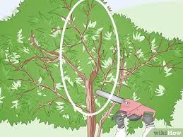 It needs to be trimmed well, it's been 20 days since i completely defoliated and trimmed the chinese elm and already the. How To Prune An Elm Tree 9 Steps With Pictures Wikihow