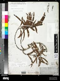 Image result for Rhabdophyllum welwitschii