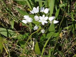 Image result for Nothoscordum borbonicum