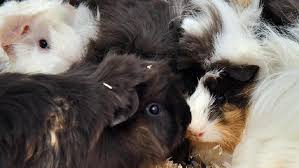 Das gehege sollte deshalb immer möglichst fantasievoll eingerichtet sein und immer wieder etwas umgestellt. Animal Hoarding Erlangerin Hielt Dutzende Meerschweine Erlangen Erlangen Nordbayern