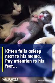 From the moment they are born, kittens have a unique set of needs to grow and thrive into healthy, socialized cats. What Could He Possibly Be Dreaming About He Does Not Have That Much Life Experience Let S Find Out Cats Cat Kitten K Kittens Funny Kitten Cuddly Animals