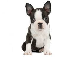 Breeding rights will be limited at the discretion of bostons by 4n. 4 Best Boston Terrier Breeders In Texas 2021 We Love Doodles