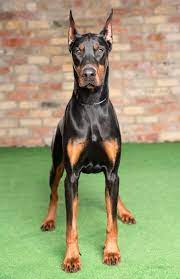 Titan Doberman Protection Dogs Available For Sale 44 0 785 8120 456 Doberman Dog Control Doberman Puppy
