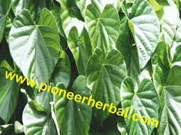 Image result for Tinospora orophila