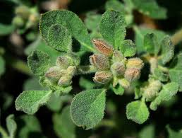 Image result for Glinus lotoides