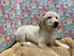 Why buy a golden retriever puppy for sale if you can adopt and save a life? Golden Retriever Dog Female Gldn 3017368 Petland San Antonio