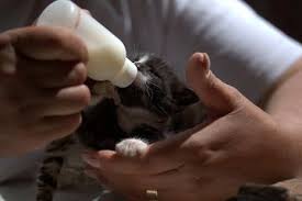 Untuk anak kucing yang belum disapih, berikan susu yang kaya protein dan lemak. Cara Merawat Anak Kucing Yang Tidak Punya Induk Tidak Boleh Diberikan Susu Sembarangan Semua Halaman Bobo