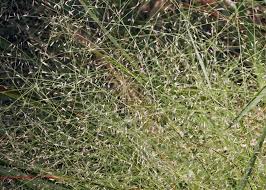 Image result for Eragrostis dinteri