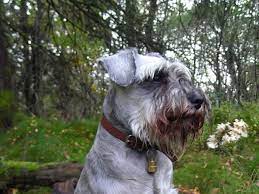 If your dog's nose continues to bleed after it sneezed, try icing the area to stop the bleeding. Help For A Dog Coughing Up Blood Dog Discoveries