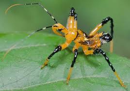Black And Yellow Centipede Philippines Yellow Assassin Bug Nymph Dsc 8281 Resized For Upload Weird Insects Insects Bugs And Insects